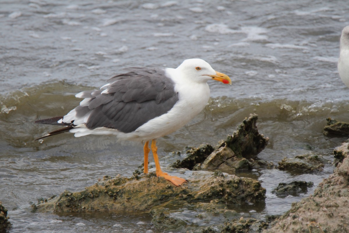 Yellow-footed Gull - ML171647801