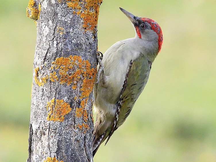 Iberian Green Woodpecker - Jorge García Mora
