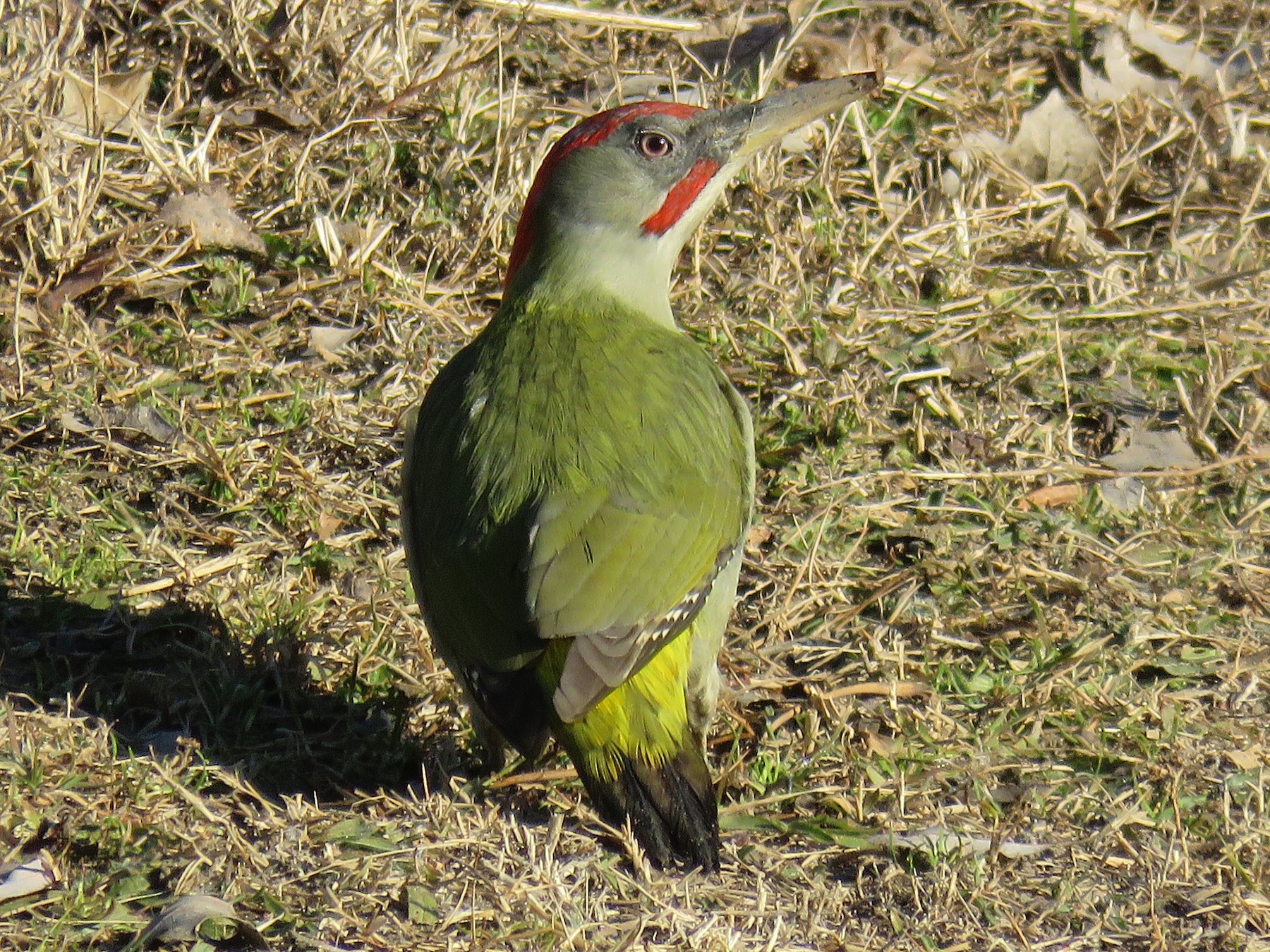 Iberian Green Woodpecker - Ricardo Rodríguez Llamazares