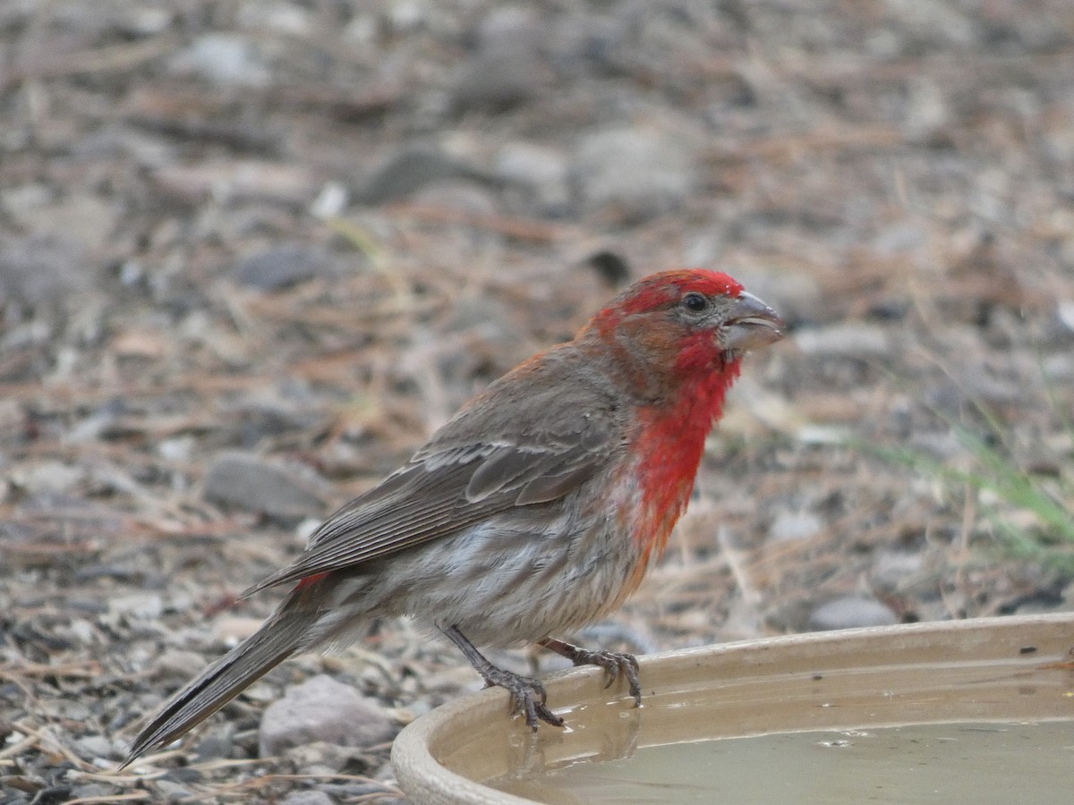 House Finch - River Ahlquist