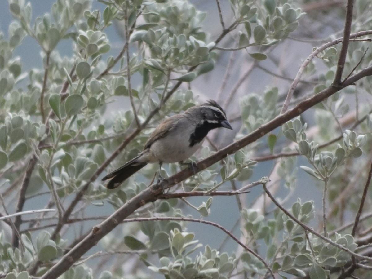 Black-throated Sparrow - ML171649951