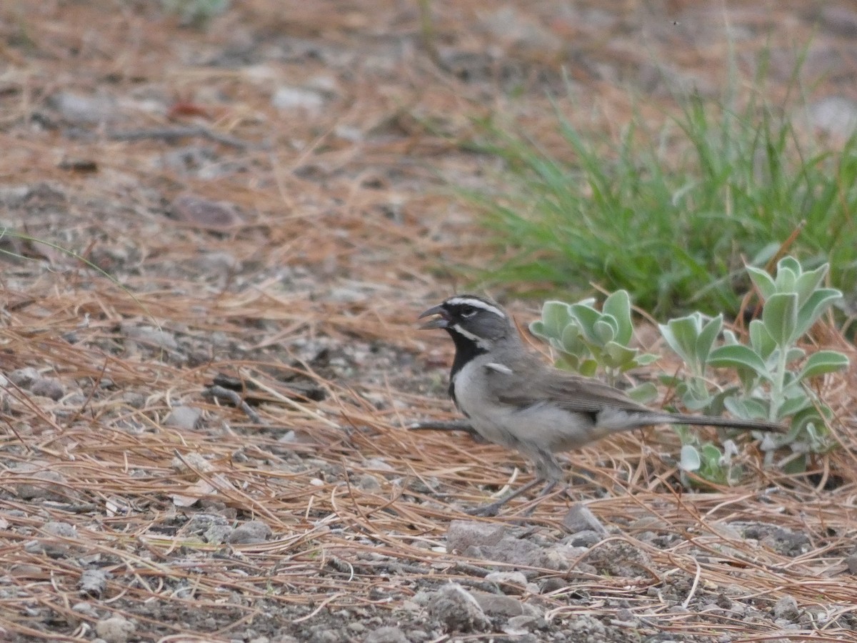 Black-throated Sparrow - ML171649971