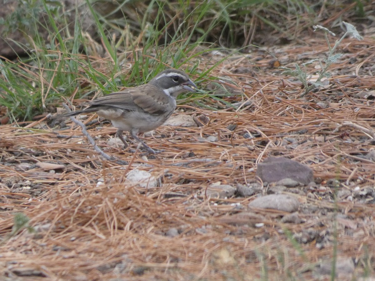 Black-throated Sparrow - ML171649981
