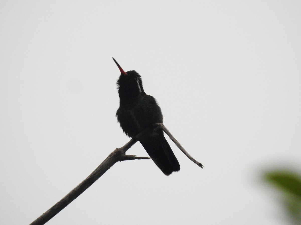 Ak Kulaklı Kolibri - ML171650161