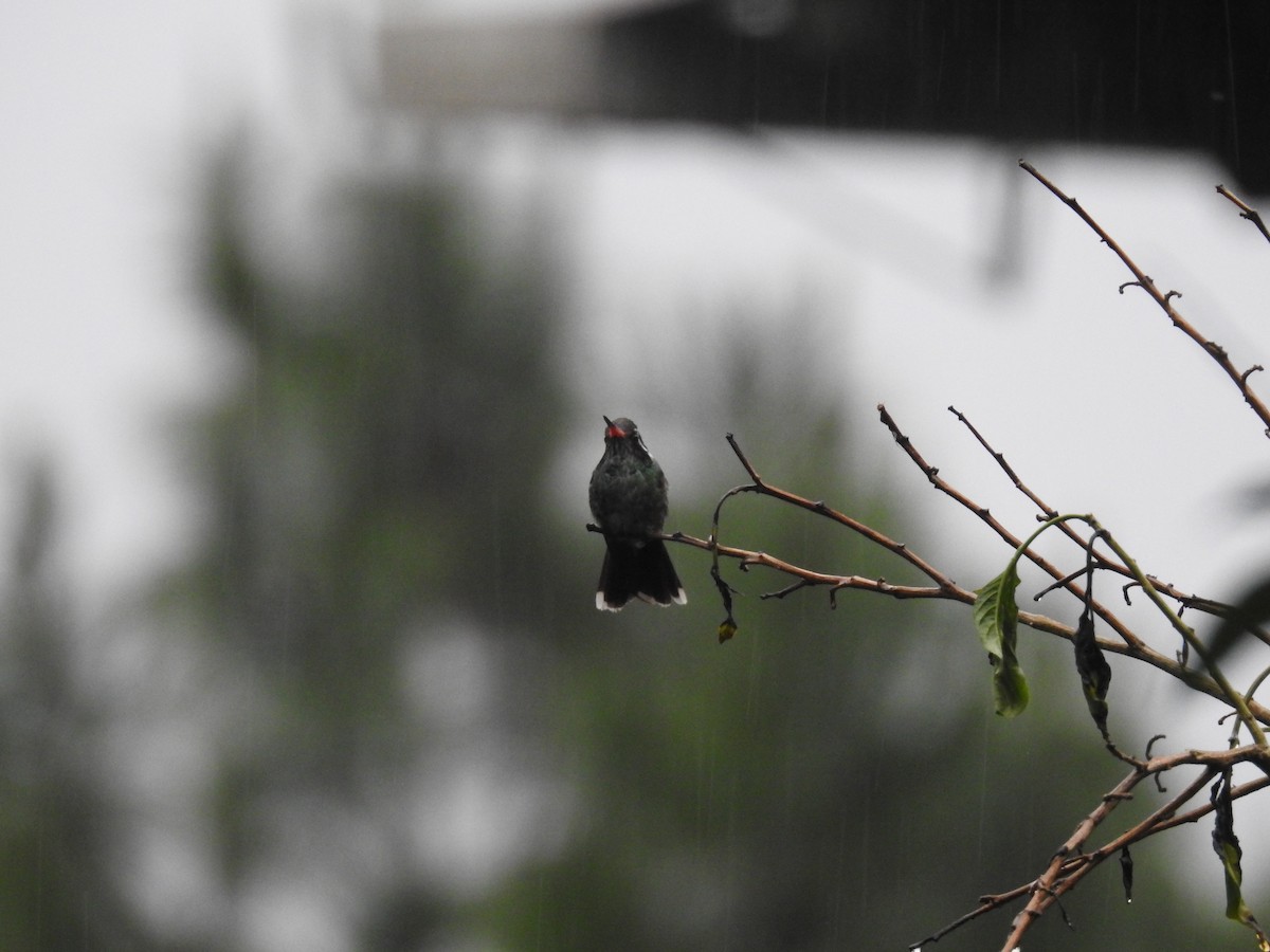 White-eared Hummingbird - Rudy Botzoc @ChileroBirding