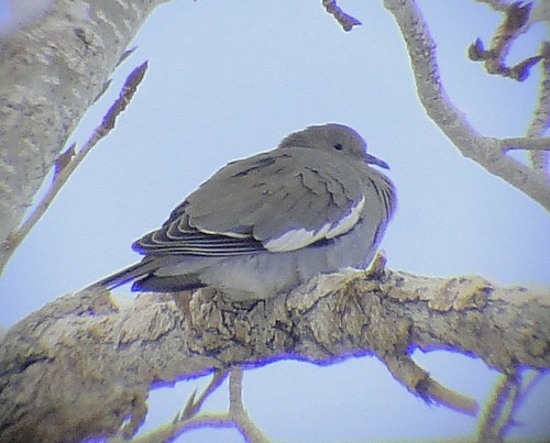 White-winged Dove - ML171650741