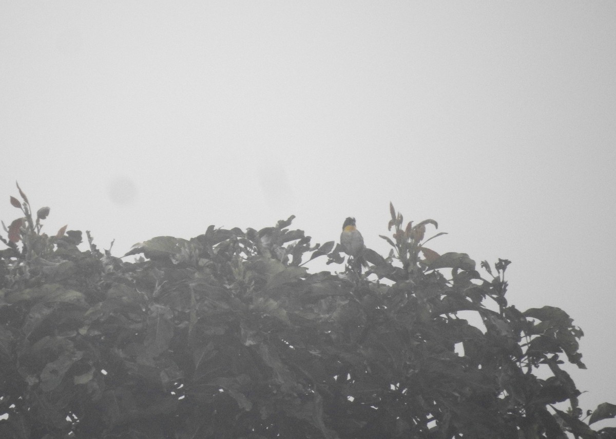 White-naped Brushfinch (Yellow-throated) - ML171651811