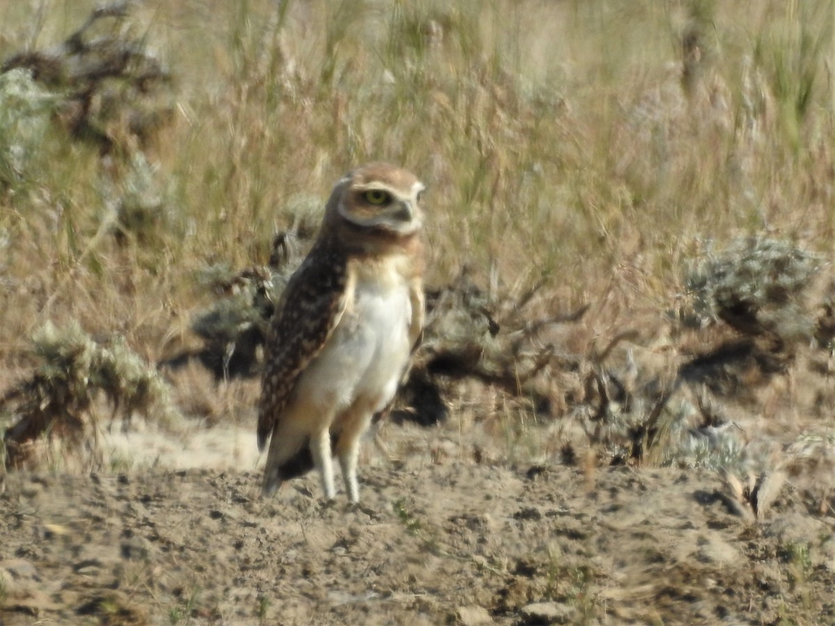 Burrowing Owl - ML171653011