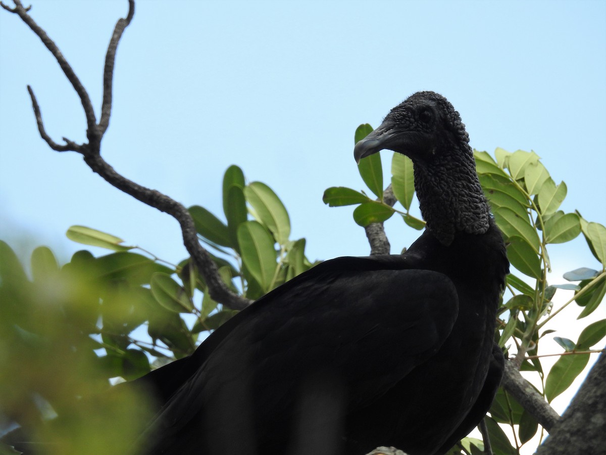 Black Vulture - Rudy Botzoc @ChileroBirding