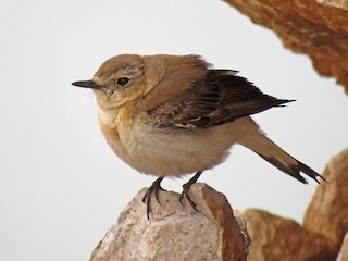 雌鳥/未成鳥 - Dorna Mojab - ML171657301