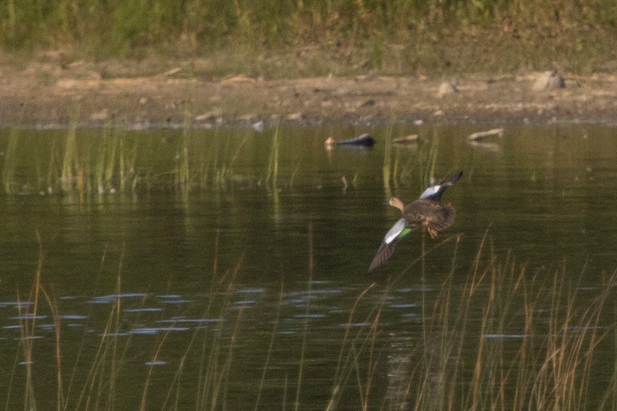 Blue-winged Teal - ML171657871