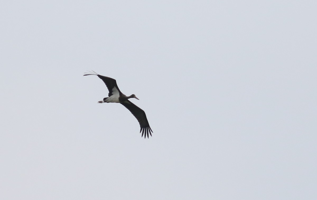 Black Stork - ML171661581
