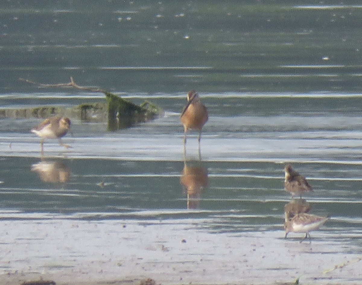 Long-billed Dowitcher - ML171662521