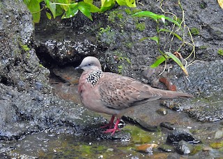 Spotted Dove, ML171664071