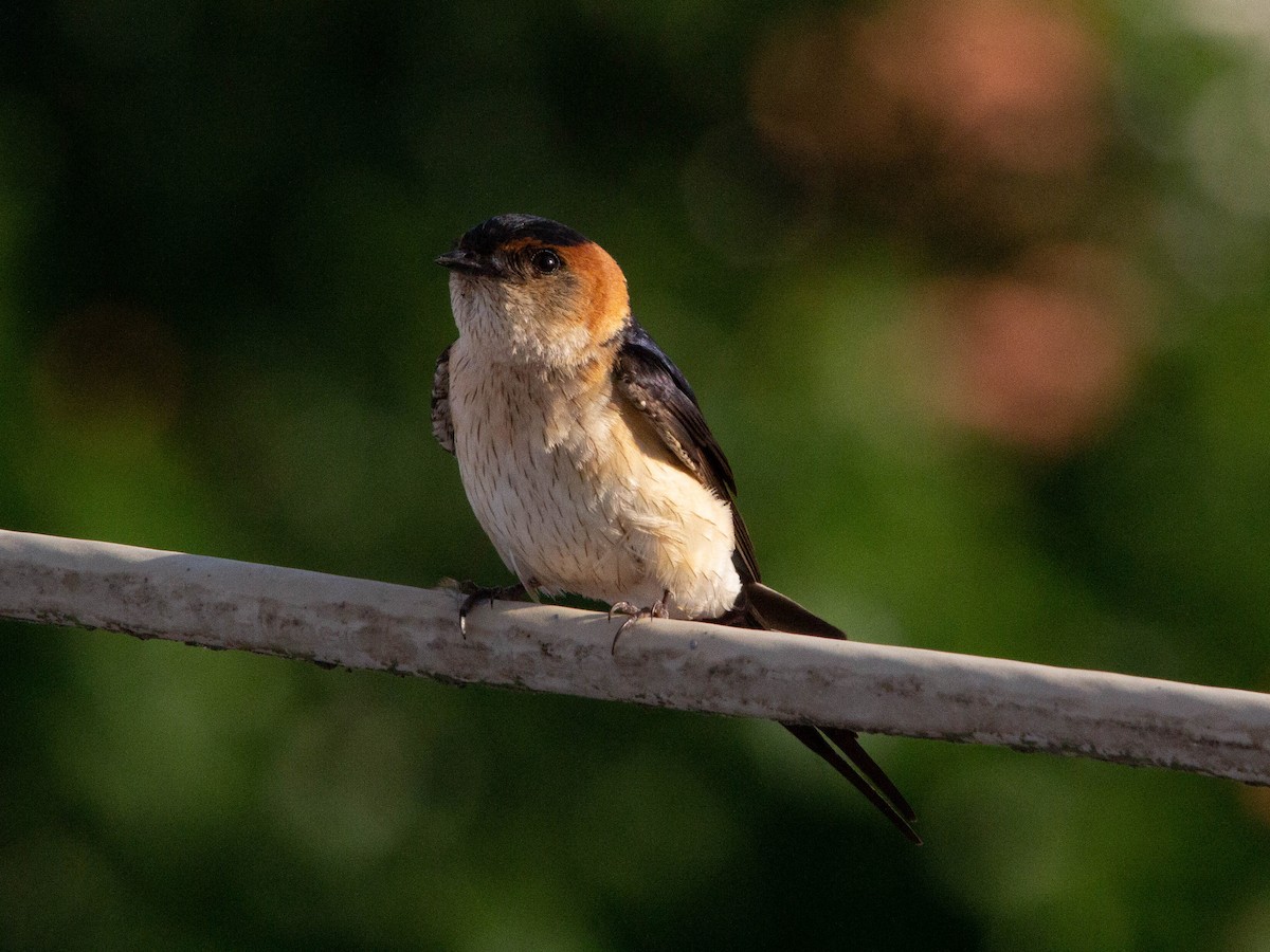 Red-rumped Swallow - ML171665981
