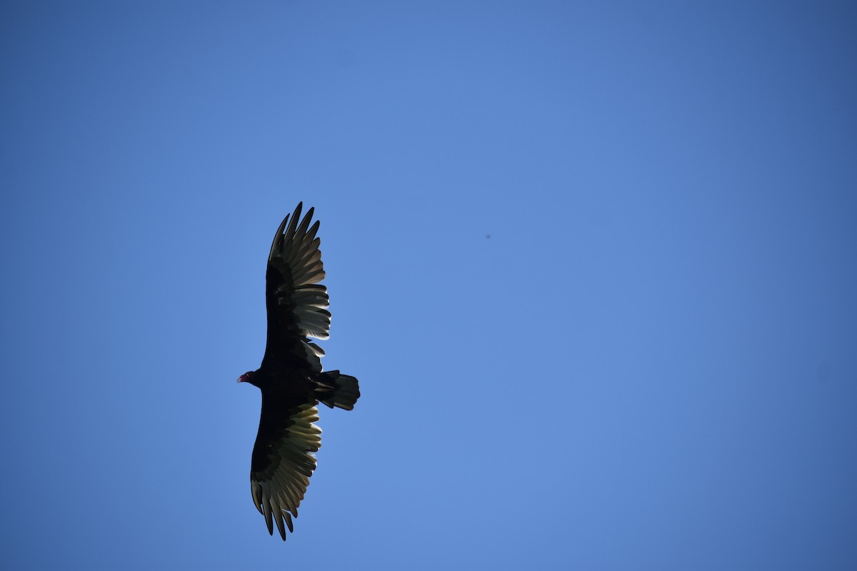 Turkey Vulture - Alex Moore