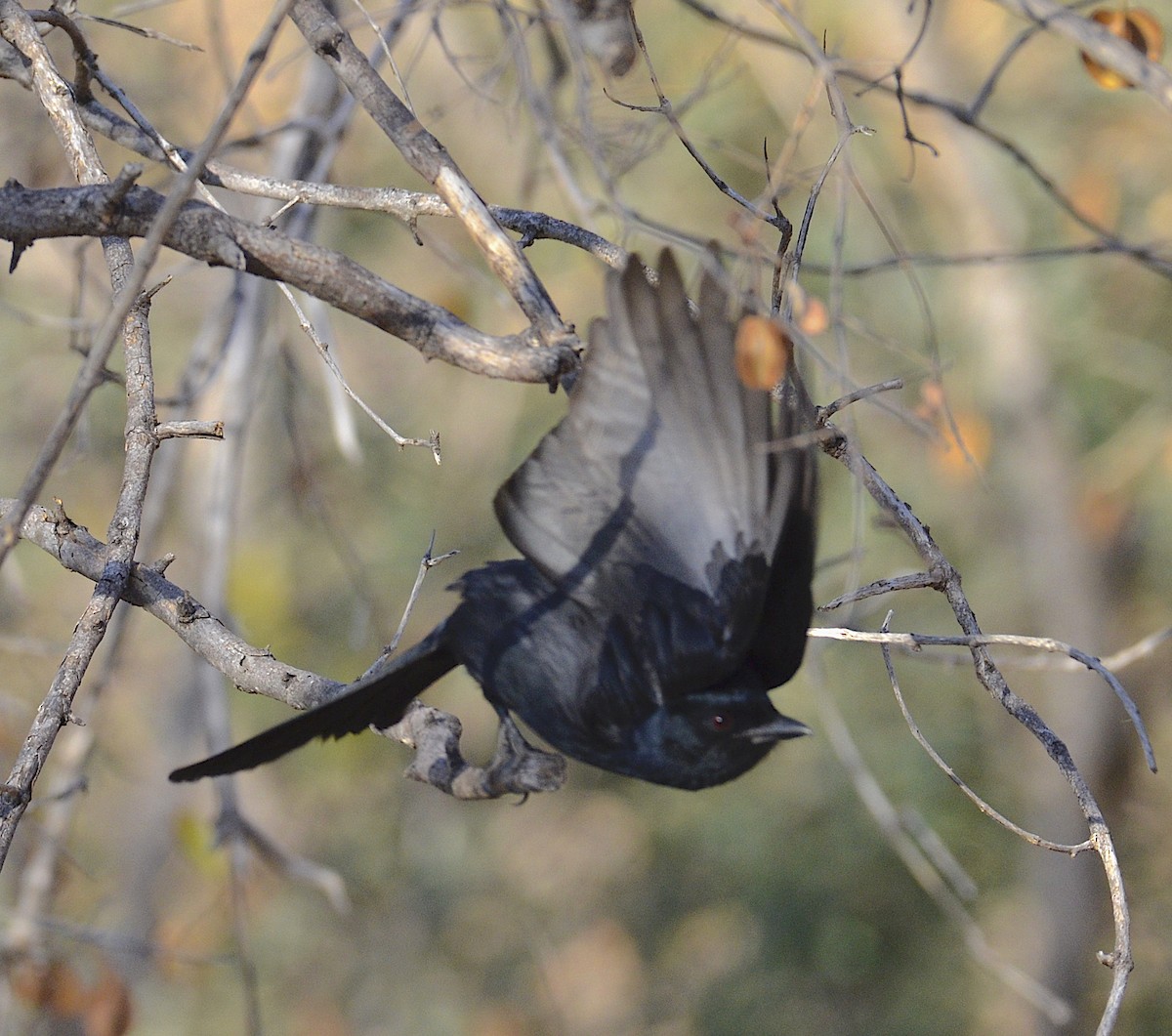 Fork-tailed Drongo - Andrew Mack