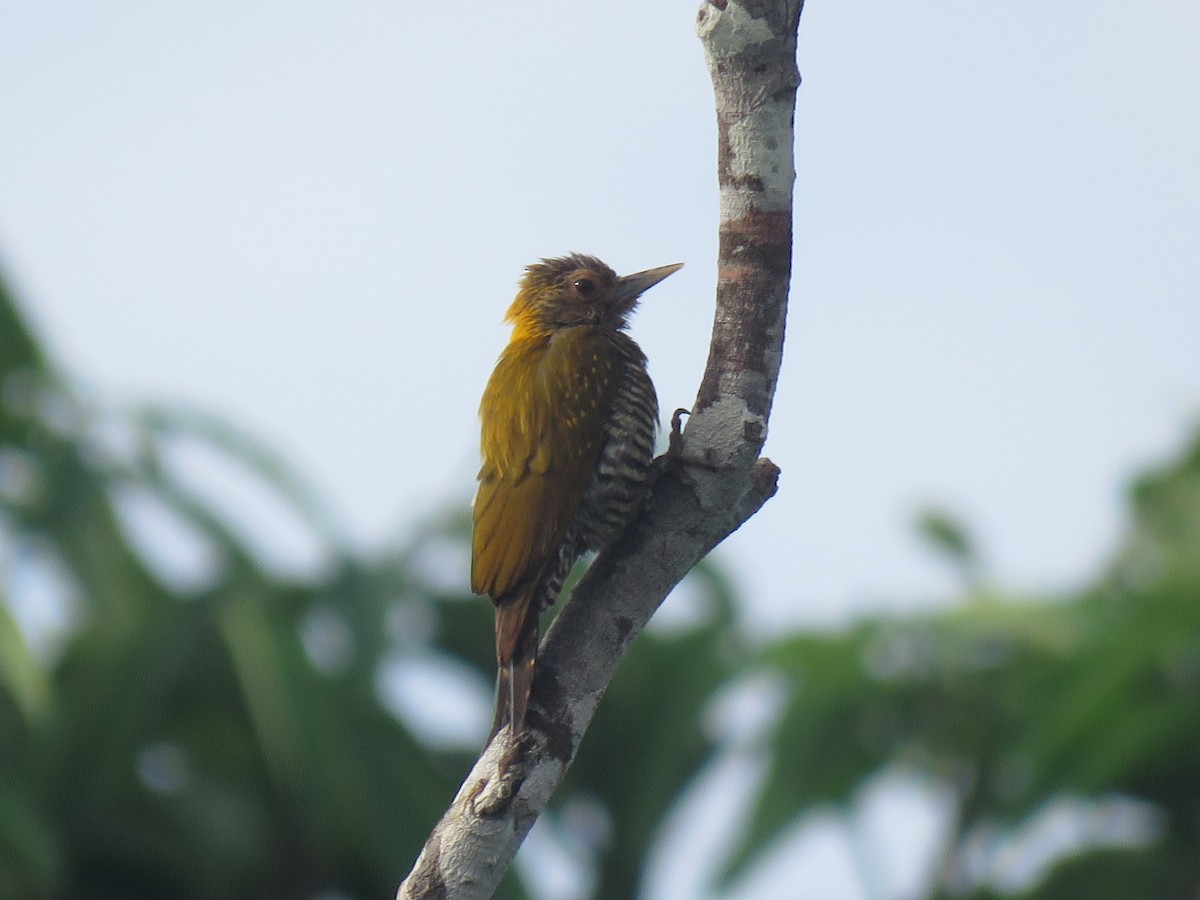 Golden-collared Woodpecker - ML171680051
