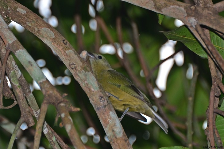 Palm Tanager - ML171680131