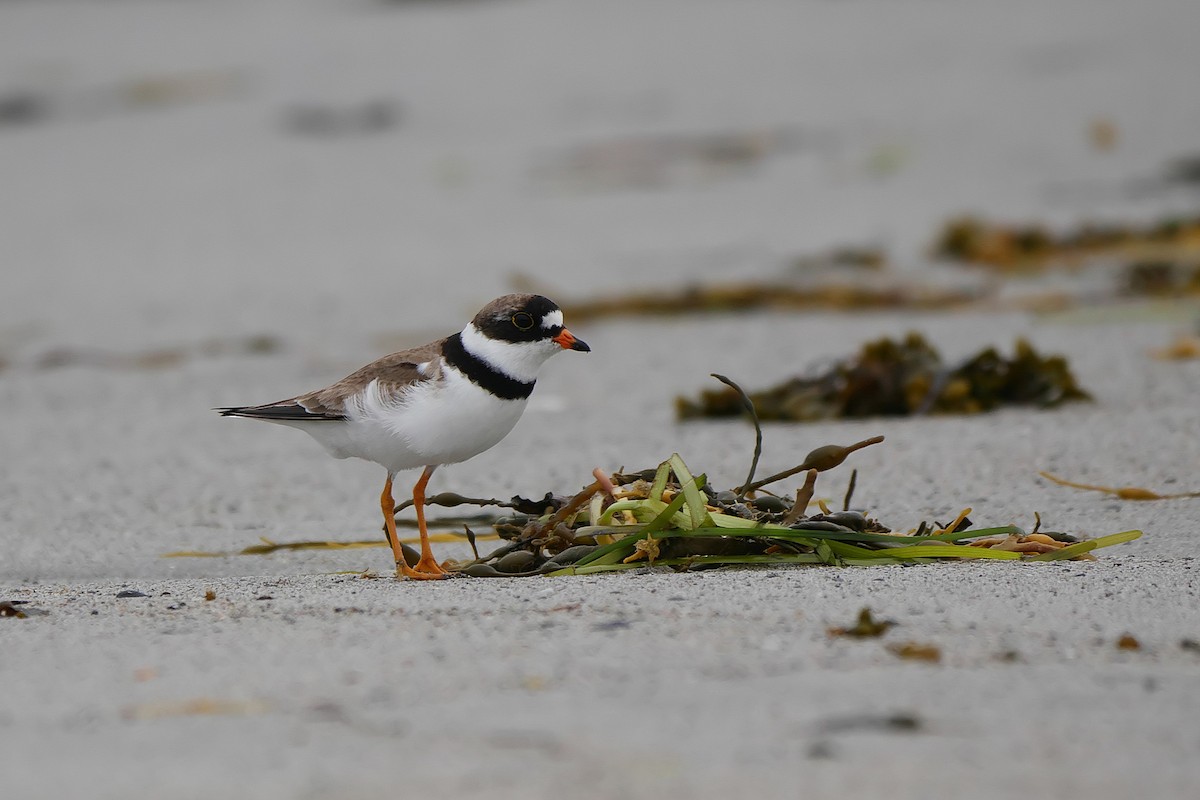 Semipalmated Plover - ML171680721