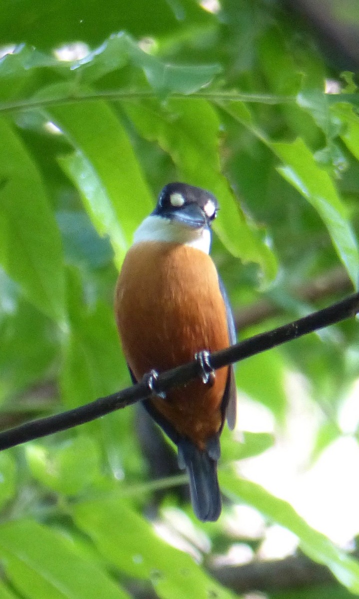 Vanuatu Kingfisher - ML171681271