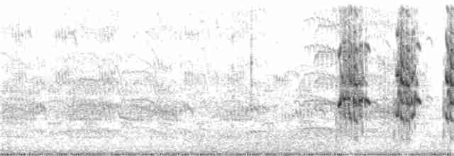 Common Tern - ML171681411