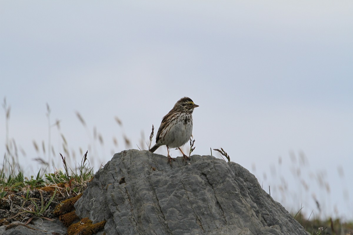 Savannah Sparrow - ML171683021