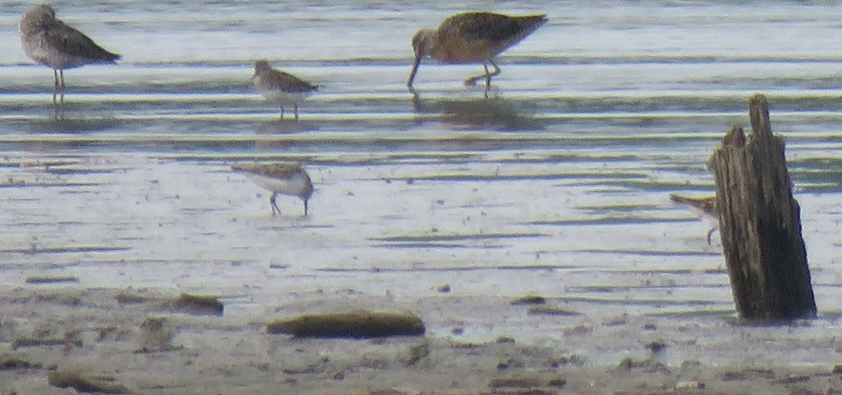 Long-billed Dowitcher - ML171684971