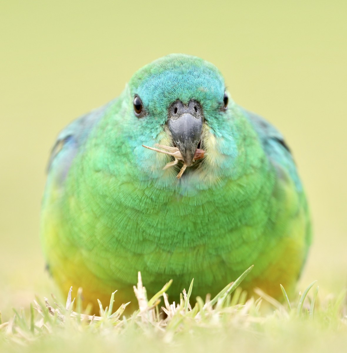 Red-rumped Parrot - ML171687781