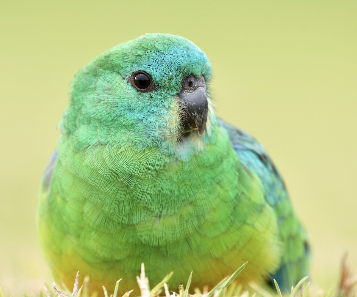 Red-rumped Parrot - ML171687791