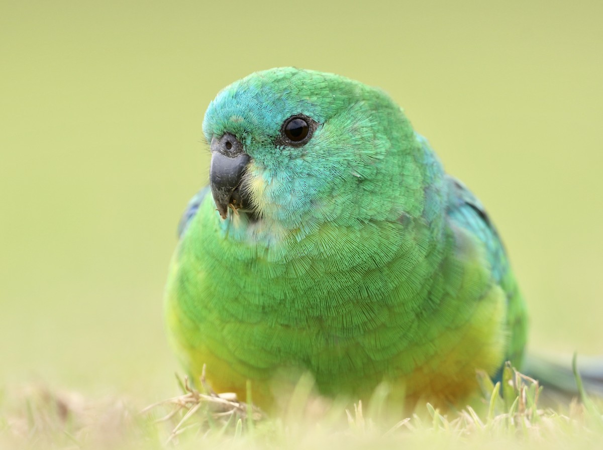 Red-rumped Parrot - ML171687801