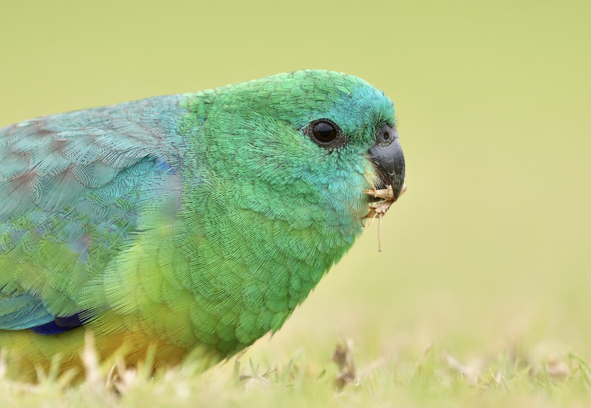 Red-rumped Parrot - ML171687811