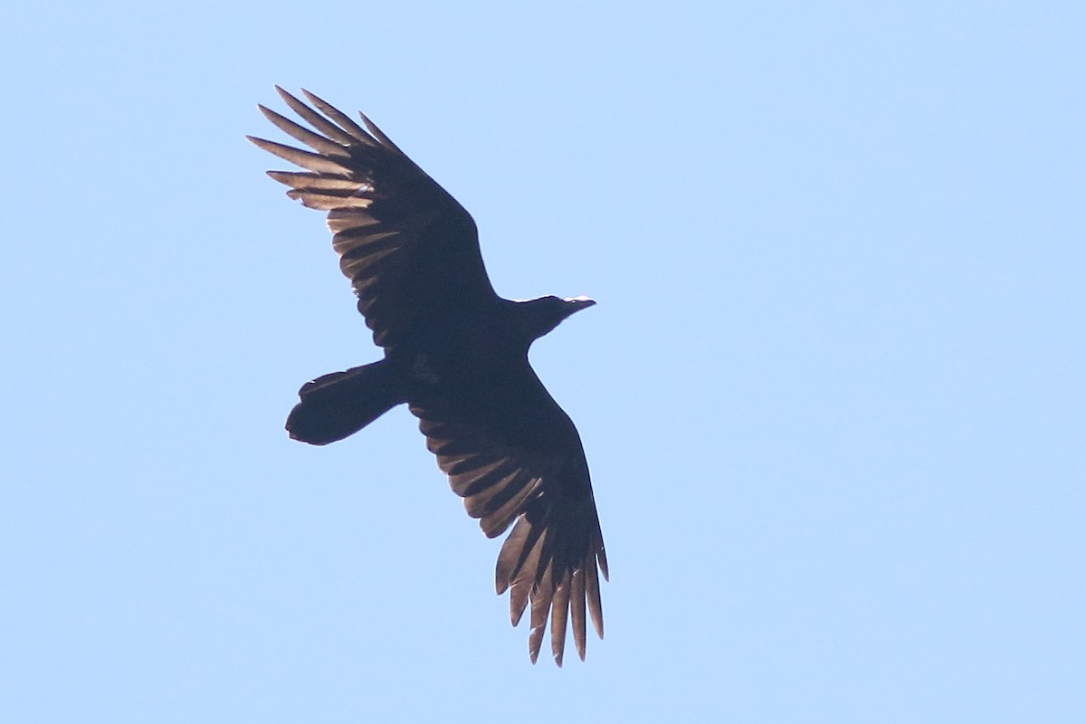 Common Raven - ML171694551