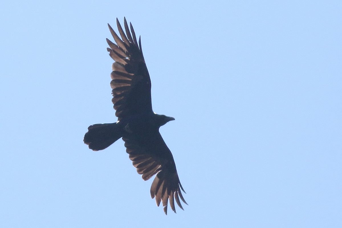 Common Raven - ML171694601