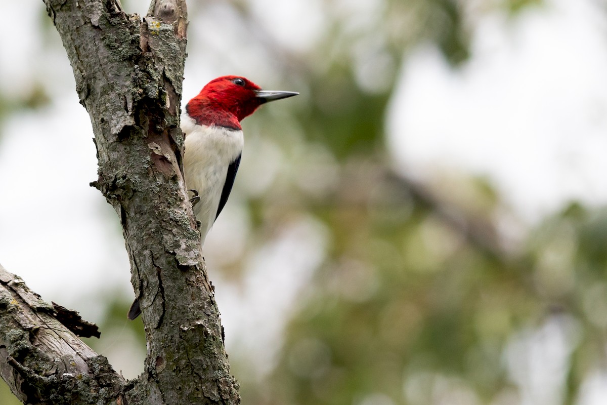 Red-headed Woodpecker - ML171695121