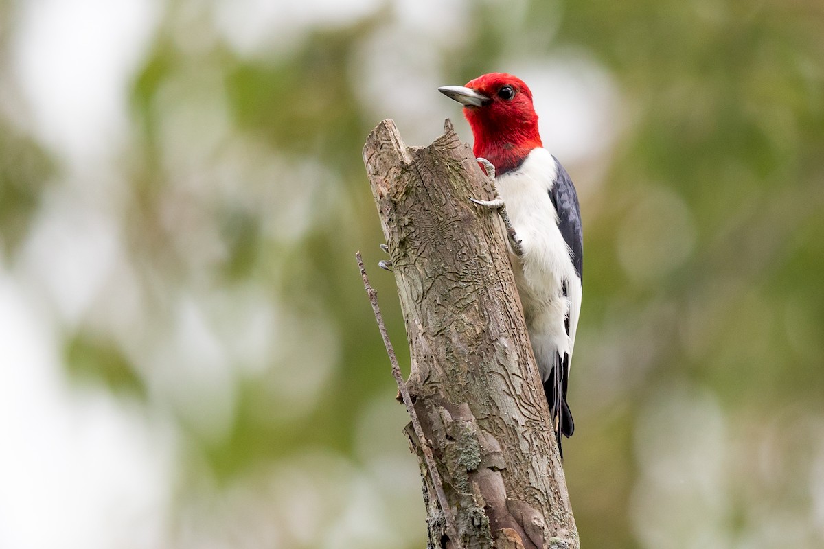 Red-headed Woodpecker - ML171695151