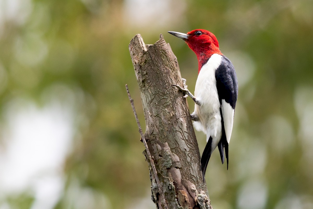 Red-headed Woodpecker - ML171695171