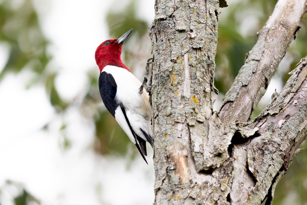 Red-headed Woodpecker - ML171695181