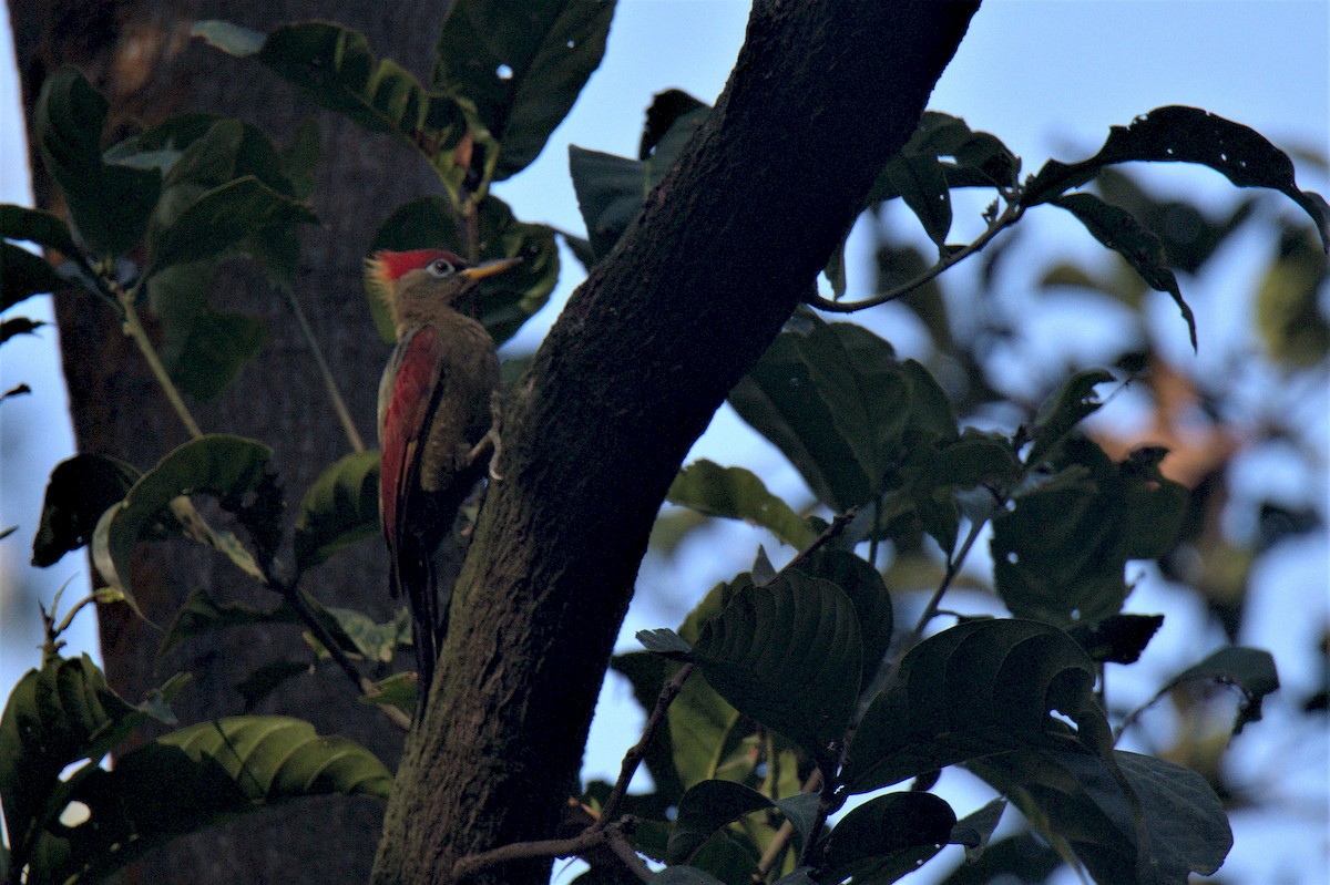 Crimson-winged Woodpecker - ML171699881