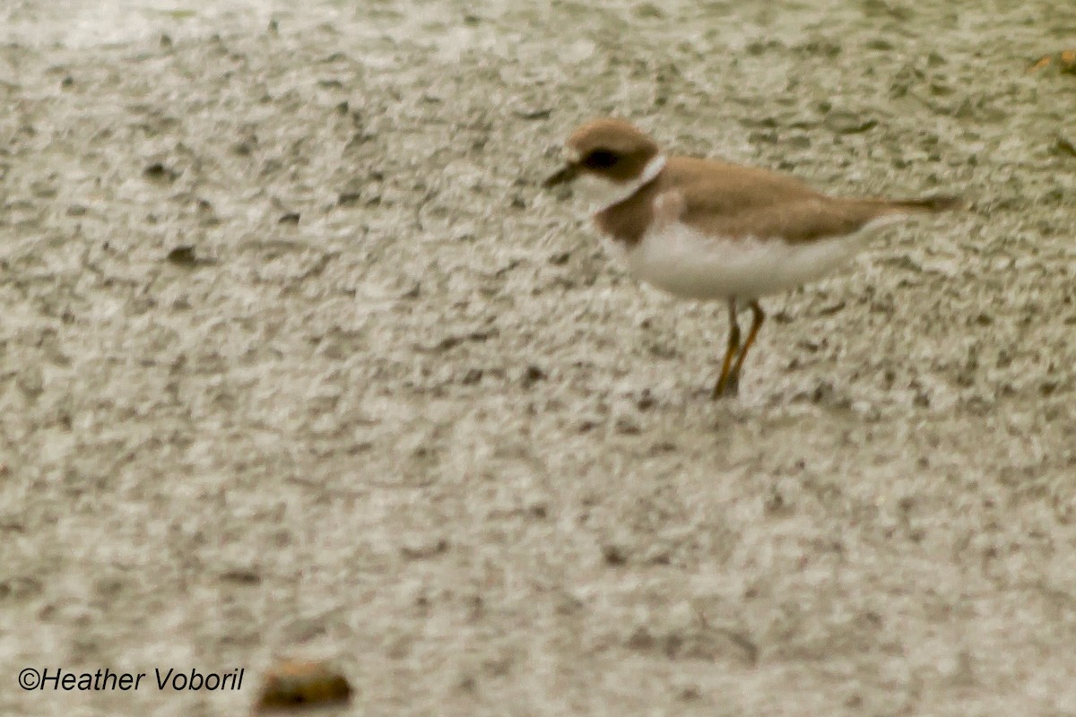 Semipalmated Plover - ML171700981