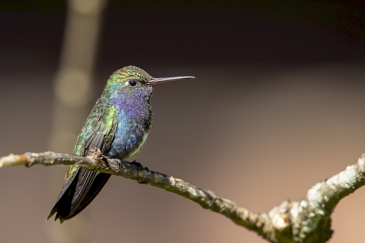 kolibřík safírový - ML171701031