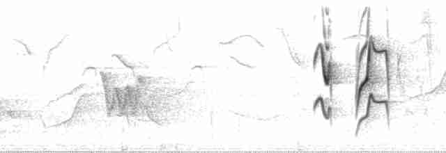 Graustirn-Dickichtschlüpfer - ML171702