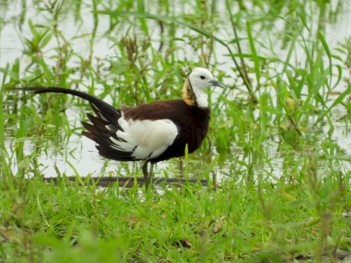 Pheasant-tailed Jacana - Lakshmikant Neve