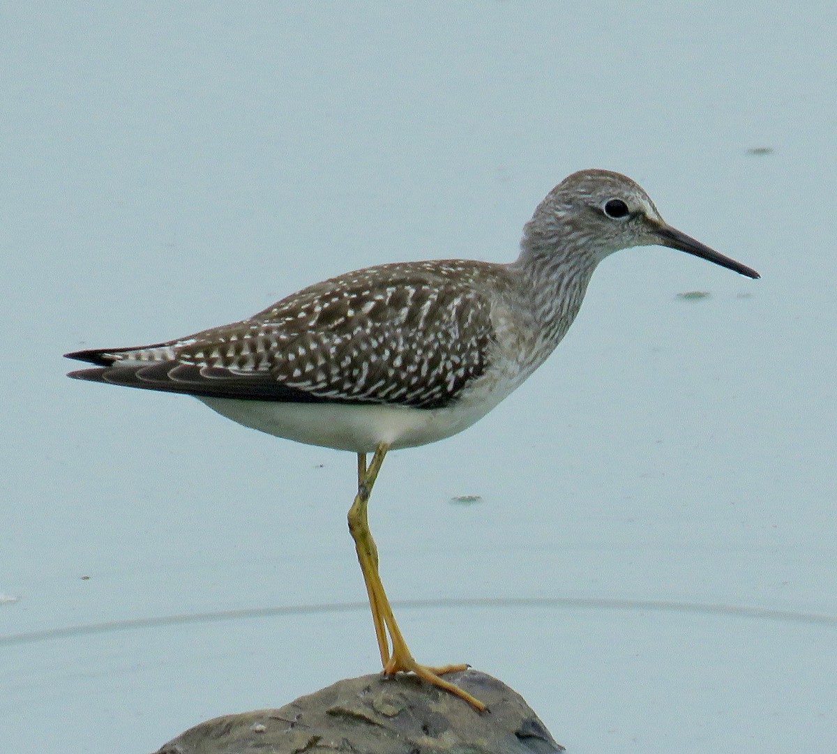 Lesser Yellowlegs - Molly Sultany