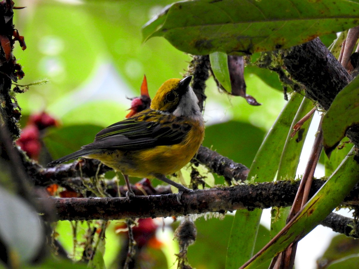 Silver-throated Tanager - ML171707641
