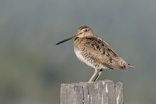 Wilson's Snipe