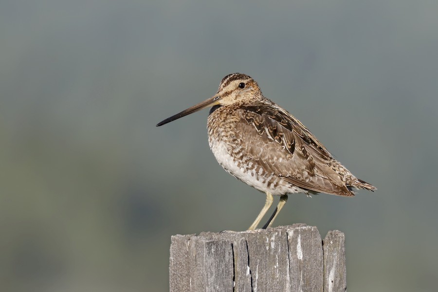Wilson's Snipe