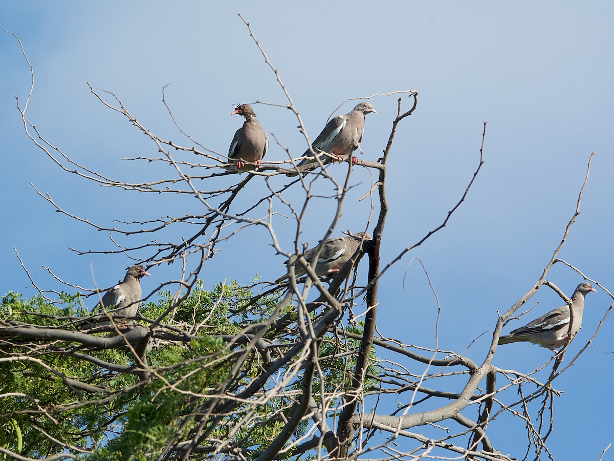 holub bělokřídlý - ML171710511