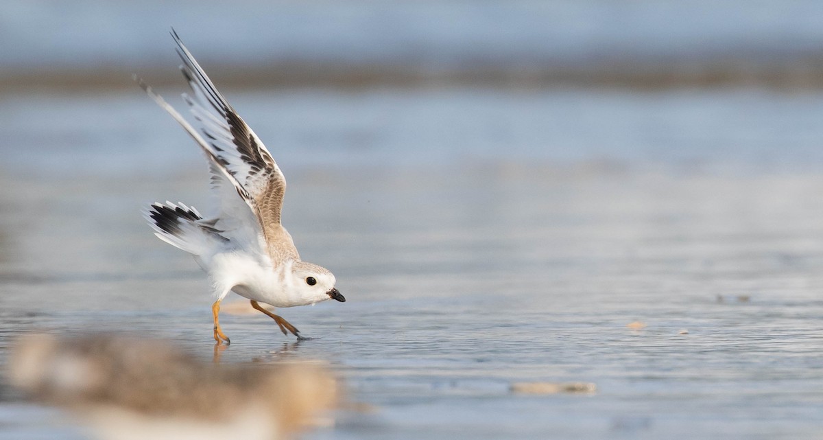 Piping Plover - ML171720921