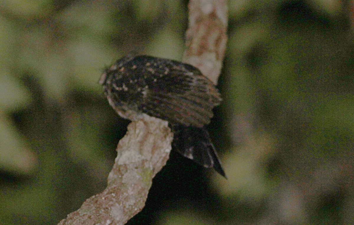 Wallace's Owlet-nightjar - ML171728131
